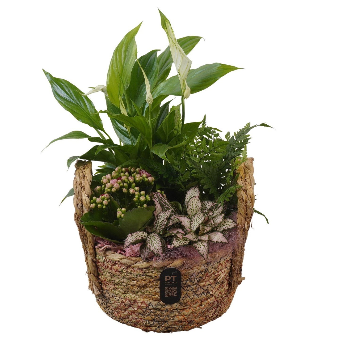 Indoor arrangement 36cm 18cm Pot