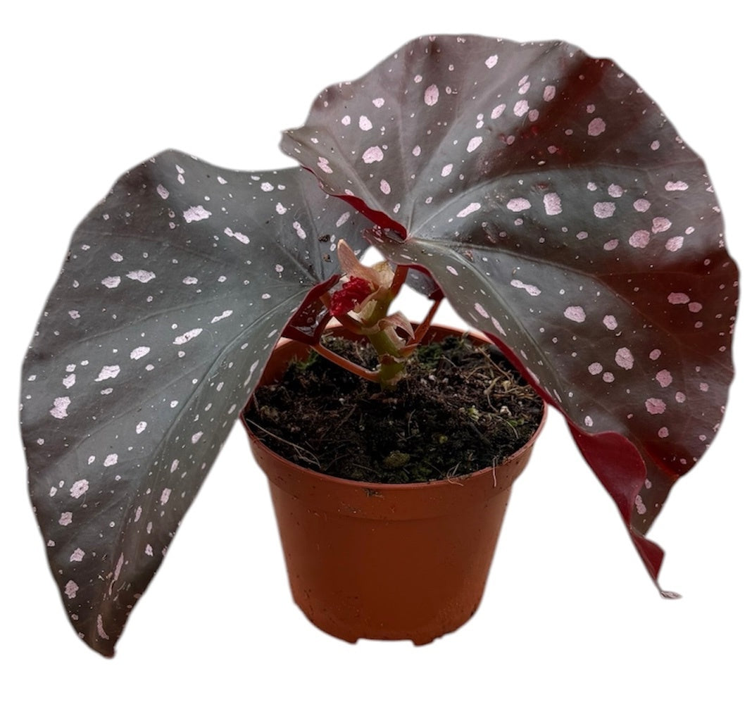 Begonia Cottage Bright Red 12cm 8cm Pot