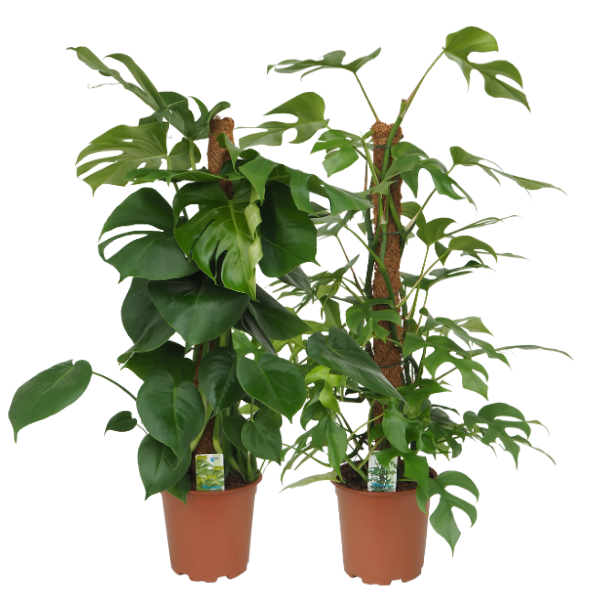 Foliage houseplants mix 90cm 19cm Pot