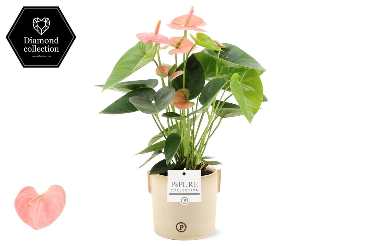 Anthurium Spirit 40cm 12cm Pot