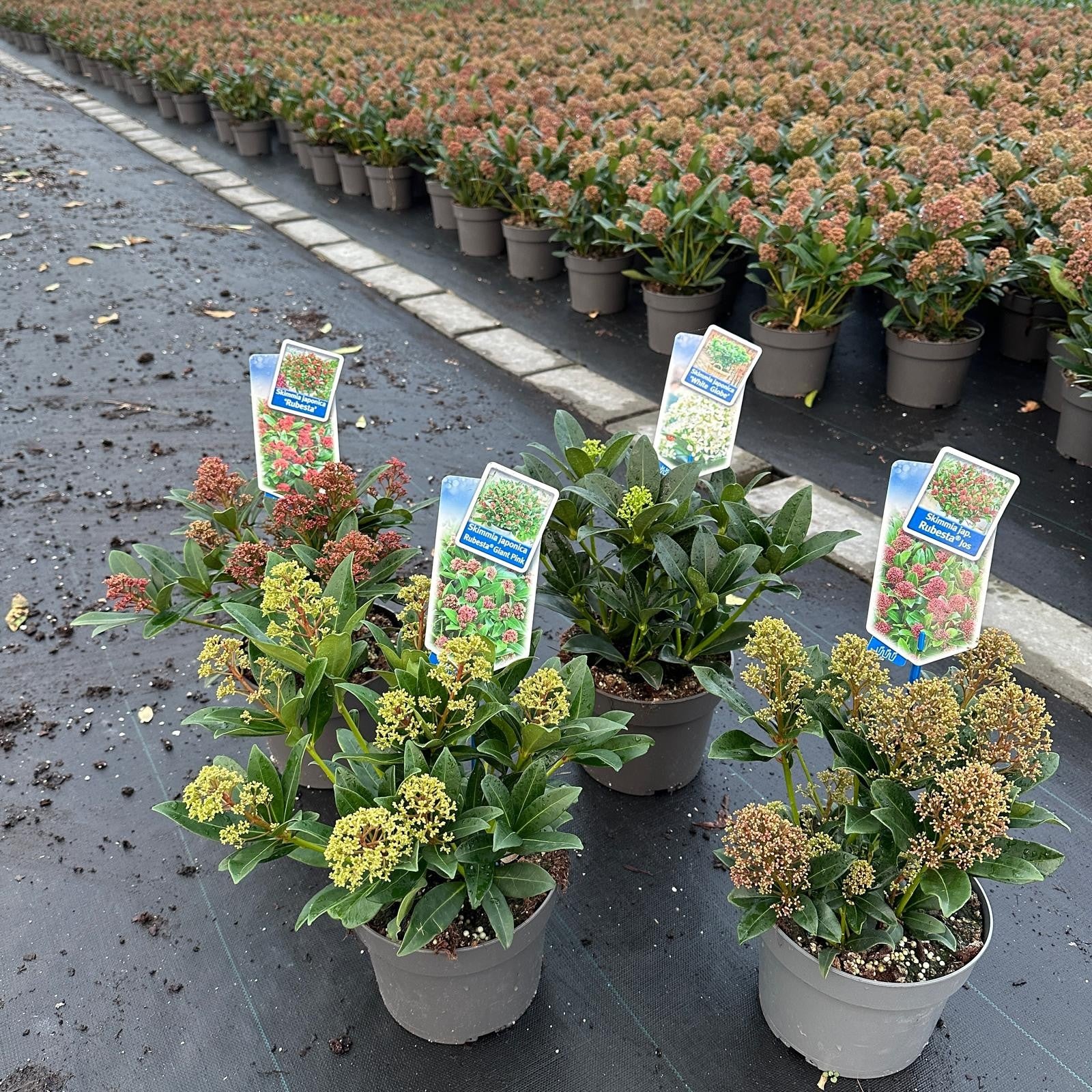 Skimmia japonica 25cm 17cm Pot
