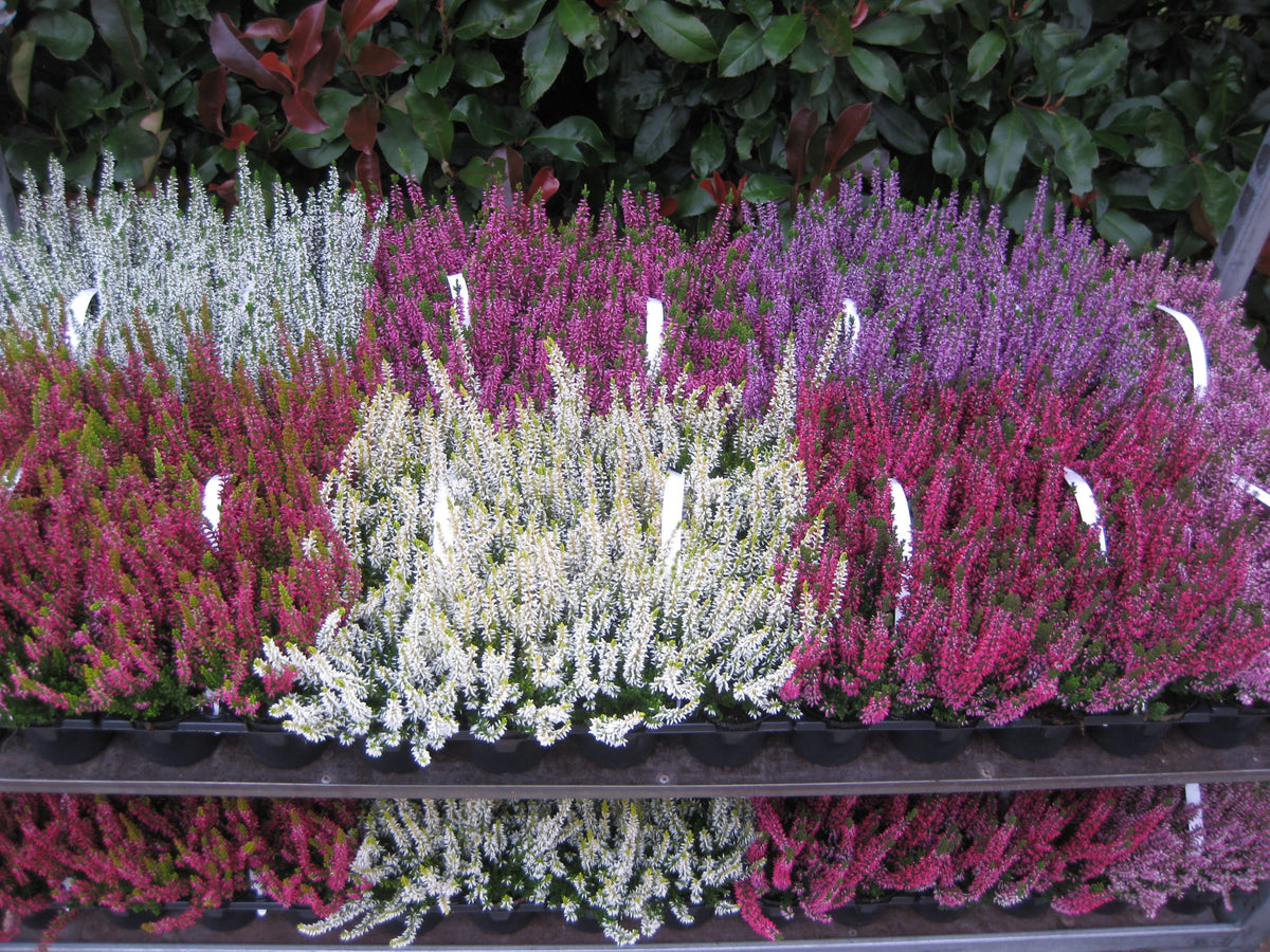 Calluna Beauty Ladies 6-Pack Mix 15cm 9cm Pot