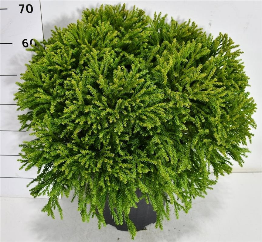 Cryptomeria Globosa Nana 70cm 32cm Pot