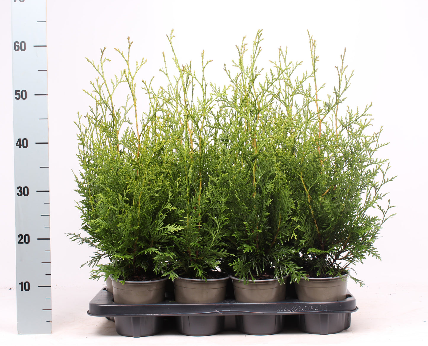 Thuja occidentalis Brabant 50cm 13cm Pot