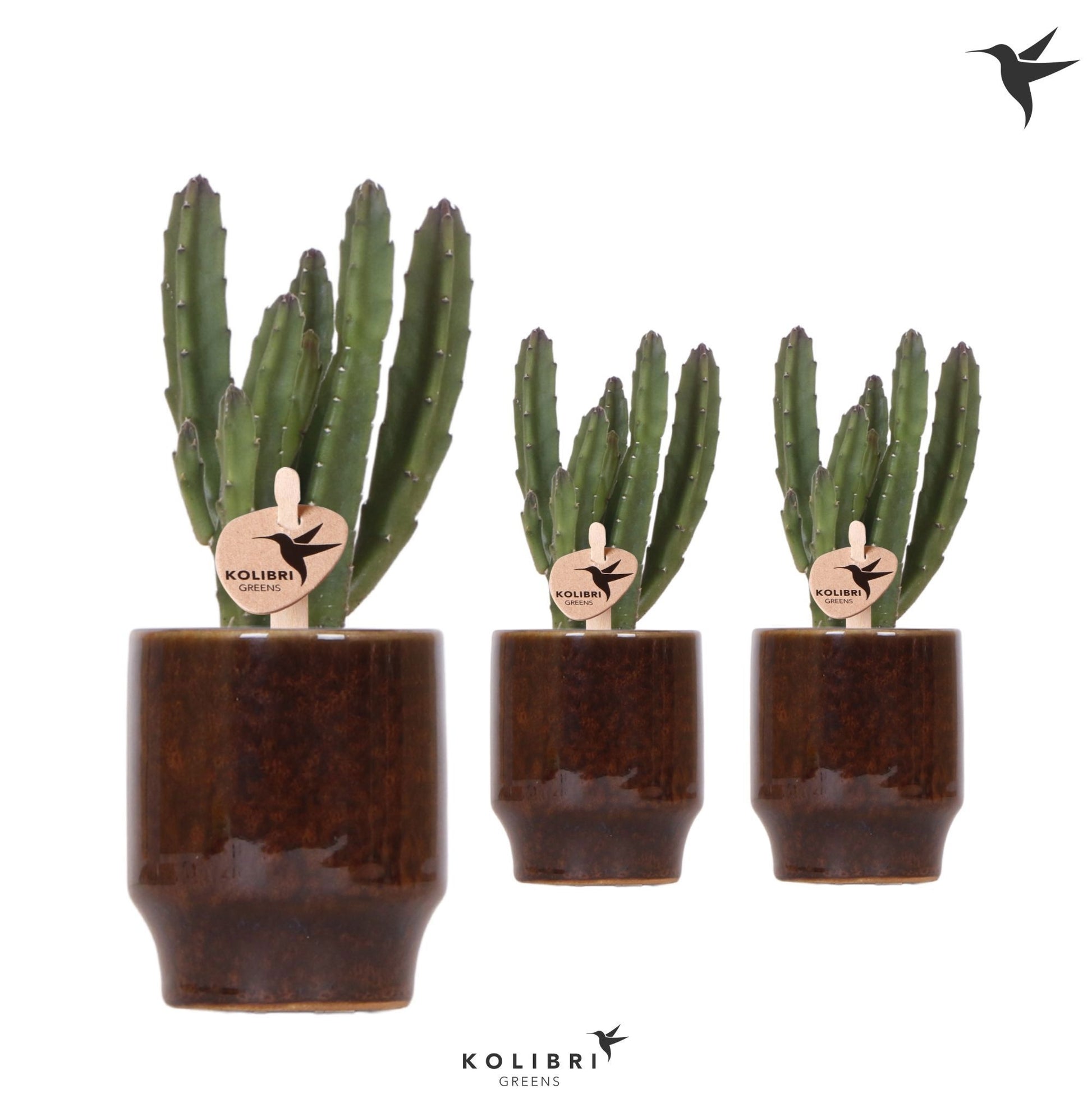 Stapelia leendertziae 17cm 6cm Pot