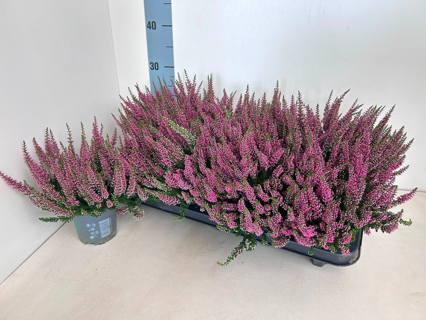 Calluna Beauty Ladies red 25cm 510cm Pot