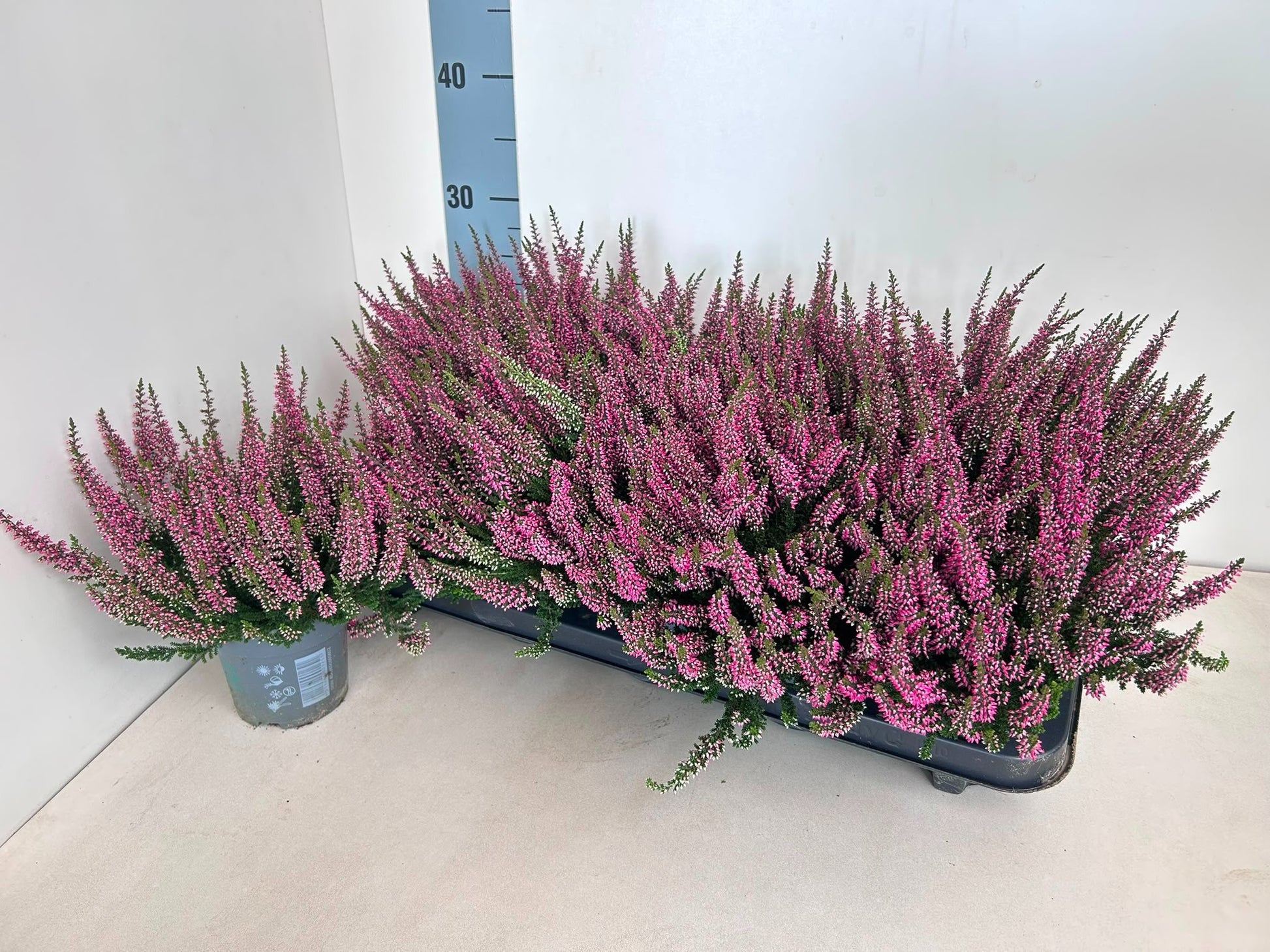 Calluna Beauty Ladies red 25cm 510cm Pot