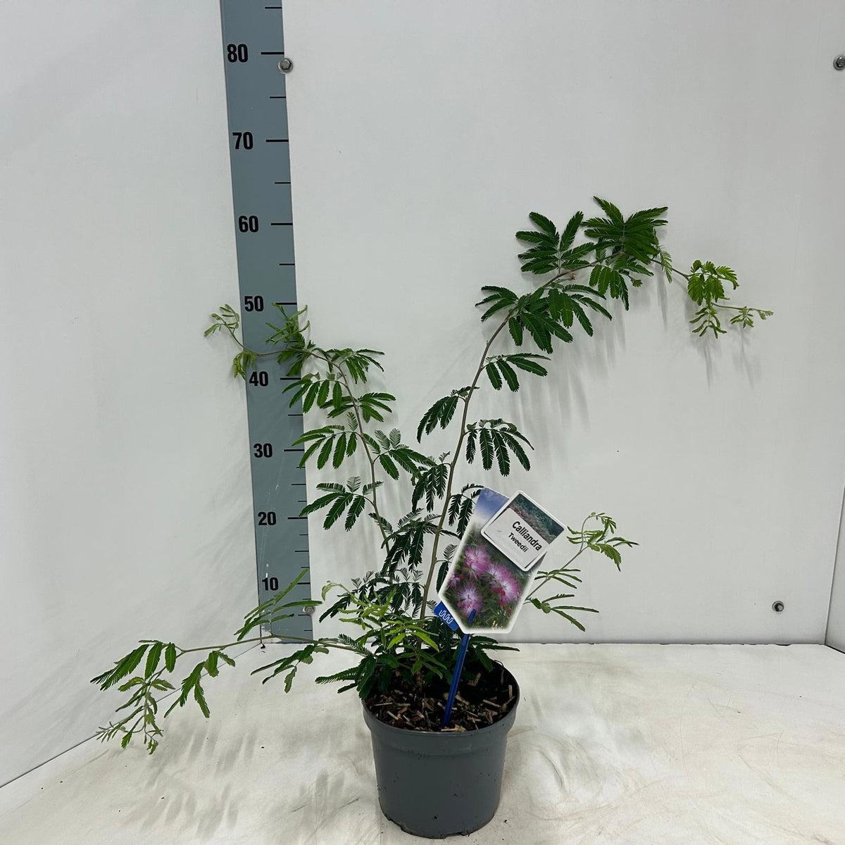 Shrubs mix 50cm 17cm Pot