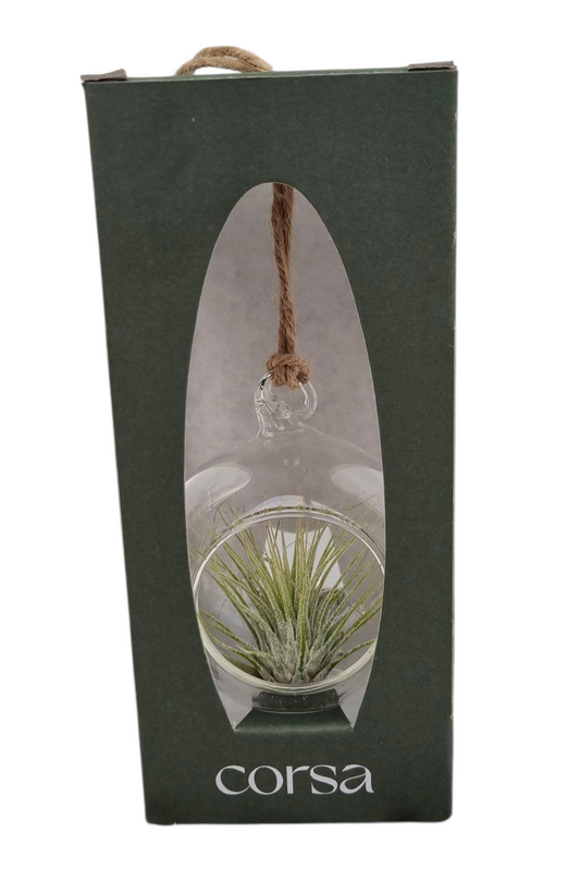 Tillandsia cyanea 20cm 9cm Pot