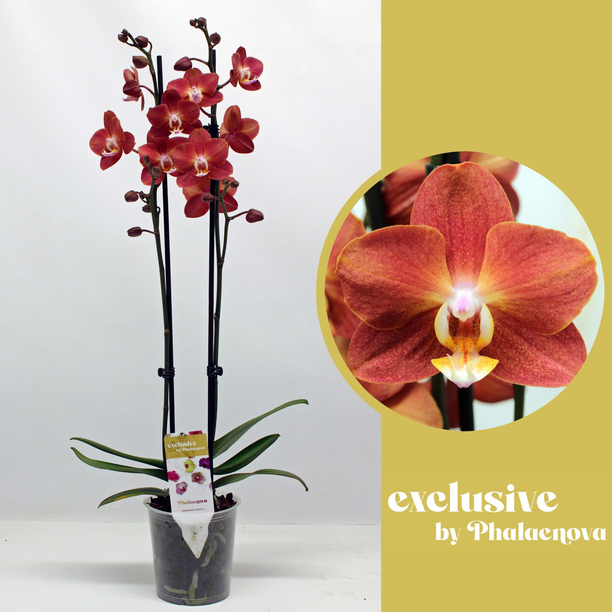 Phalaenopsis Horizon 55cm 12cm Pot