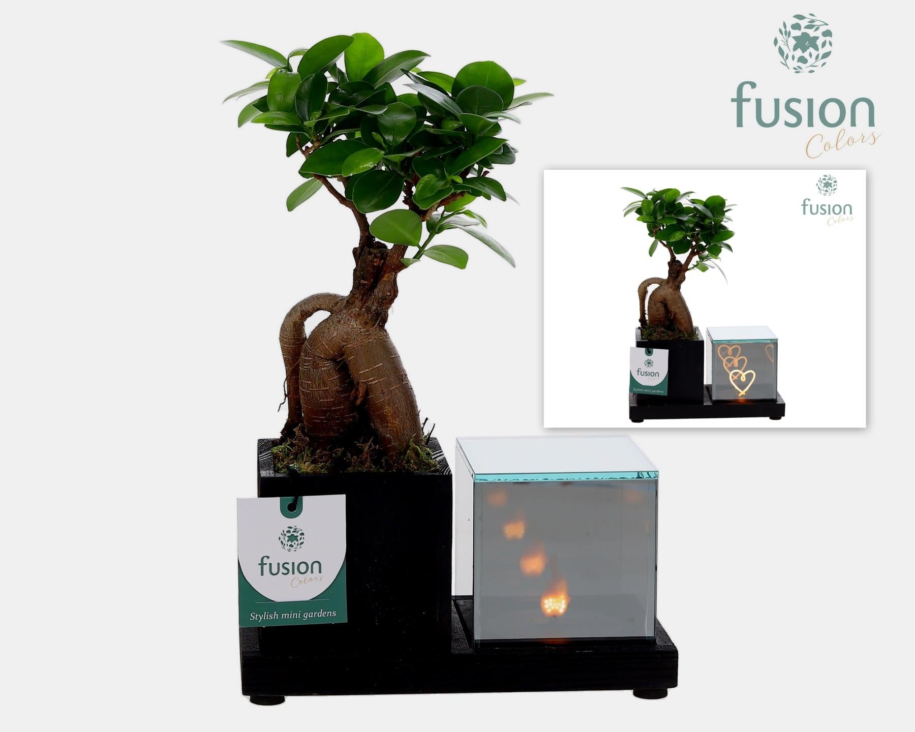 Ficus Ginseng in glass 29cm 19cm Pot