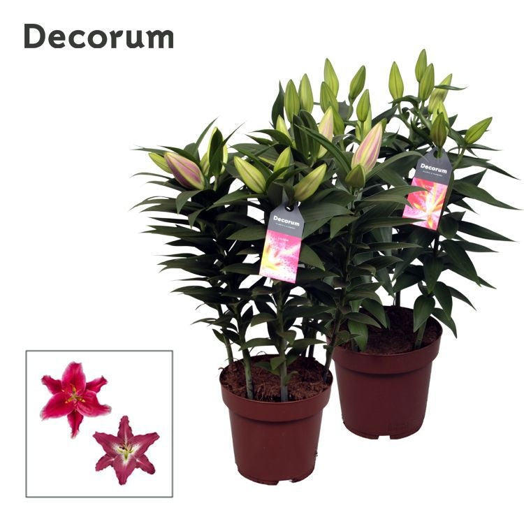 Lilium oriental mix 50cm 19cm Pot