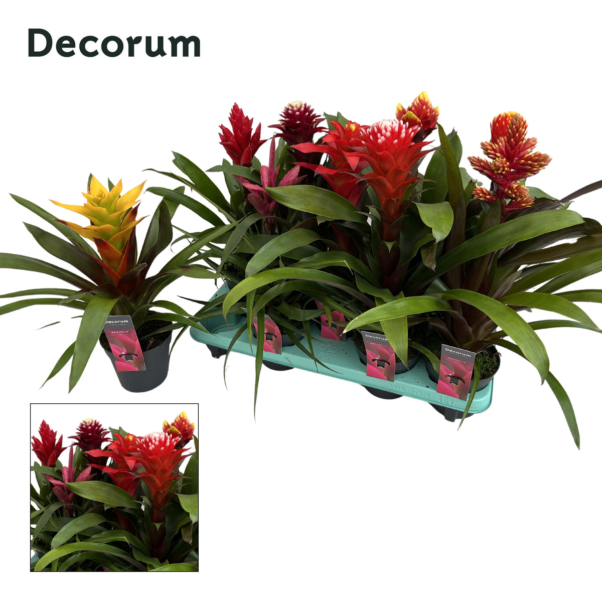 Guzmania mix 50cm 13cm Pot