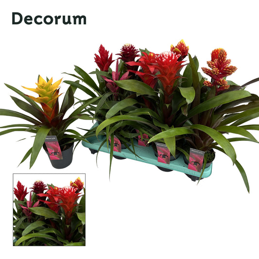 Guzmania mix 50cm 13cm Pot