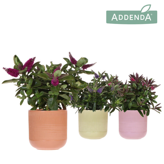 Hebe Hebedonna Alexa 30cm 12cm Pot
