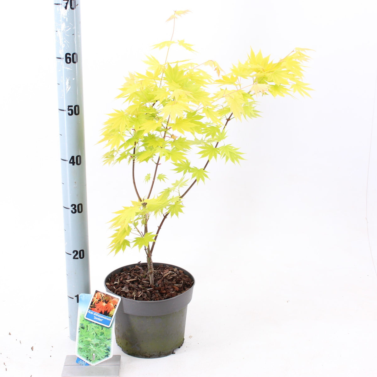 Acer Jordan 60cm 19cm Pot