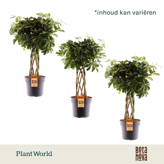 Schefflera Mme De Smet braided 85cm 24cm Pot