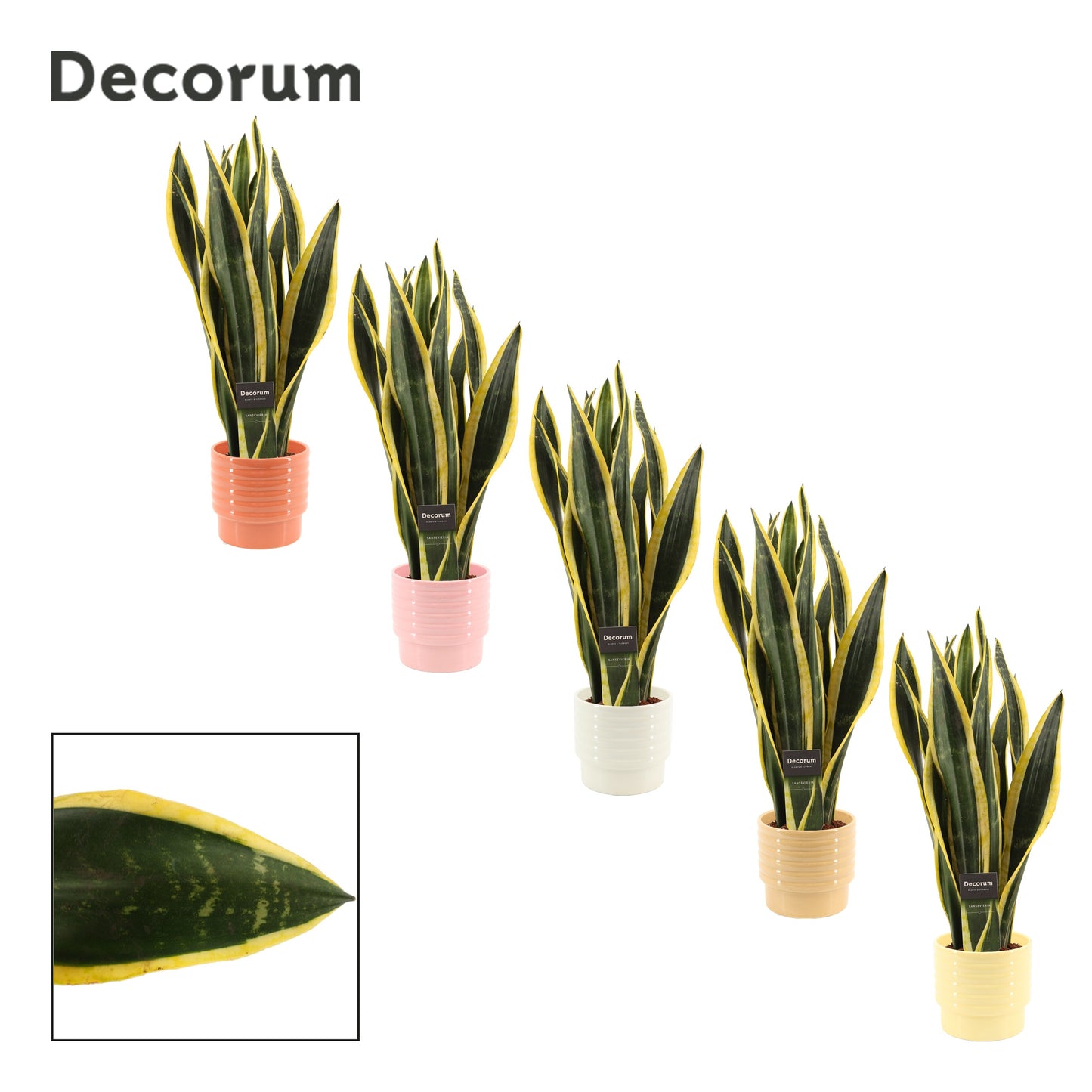 Sansevieria Black Gold 48cm 12cm Pot