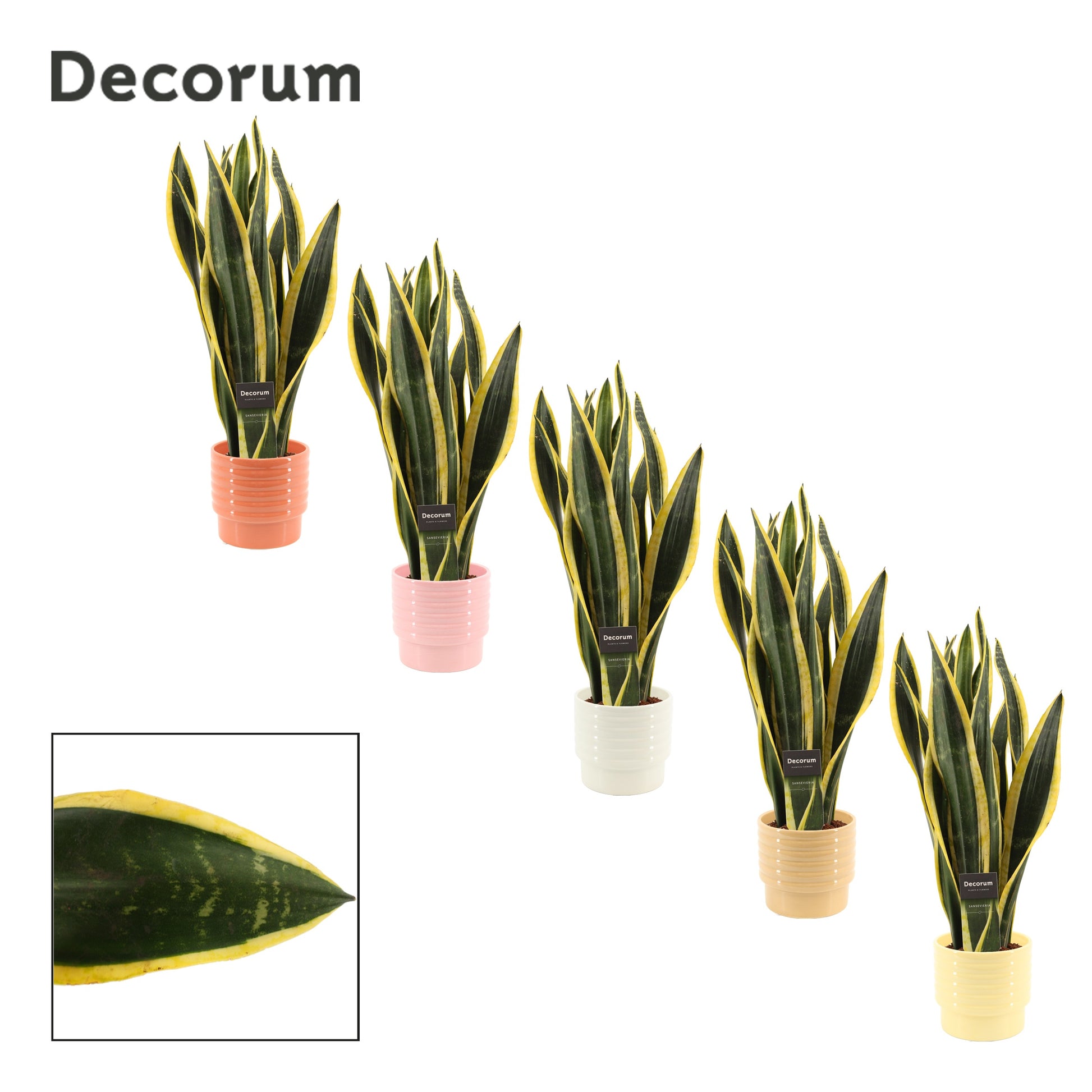 Sansevieria Black Gold 48cm 12cm Pot