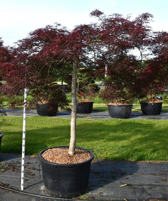 Acer palmatum 220cm 80cm Pot