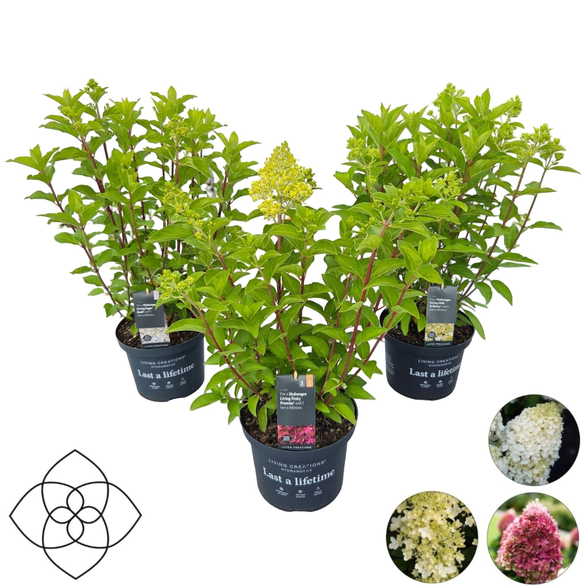 Peijl Tuinplanten, Van der Hydrangea pan. Living mix Pack of 1