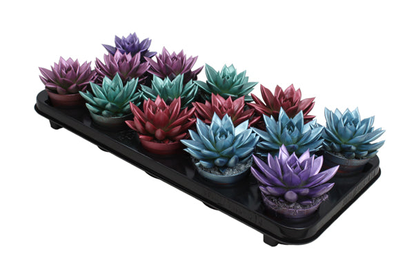 Echeveria colored Metallic mix 11cm Special Pot (508)