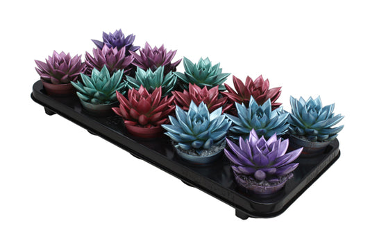 Echeveria colored Metallic mix 11cm Special Pot (508)