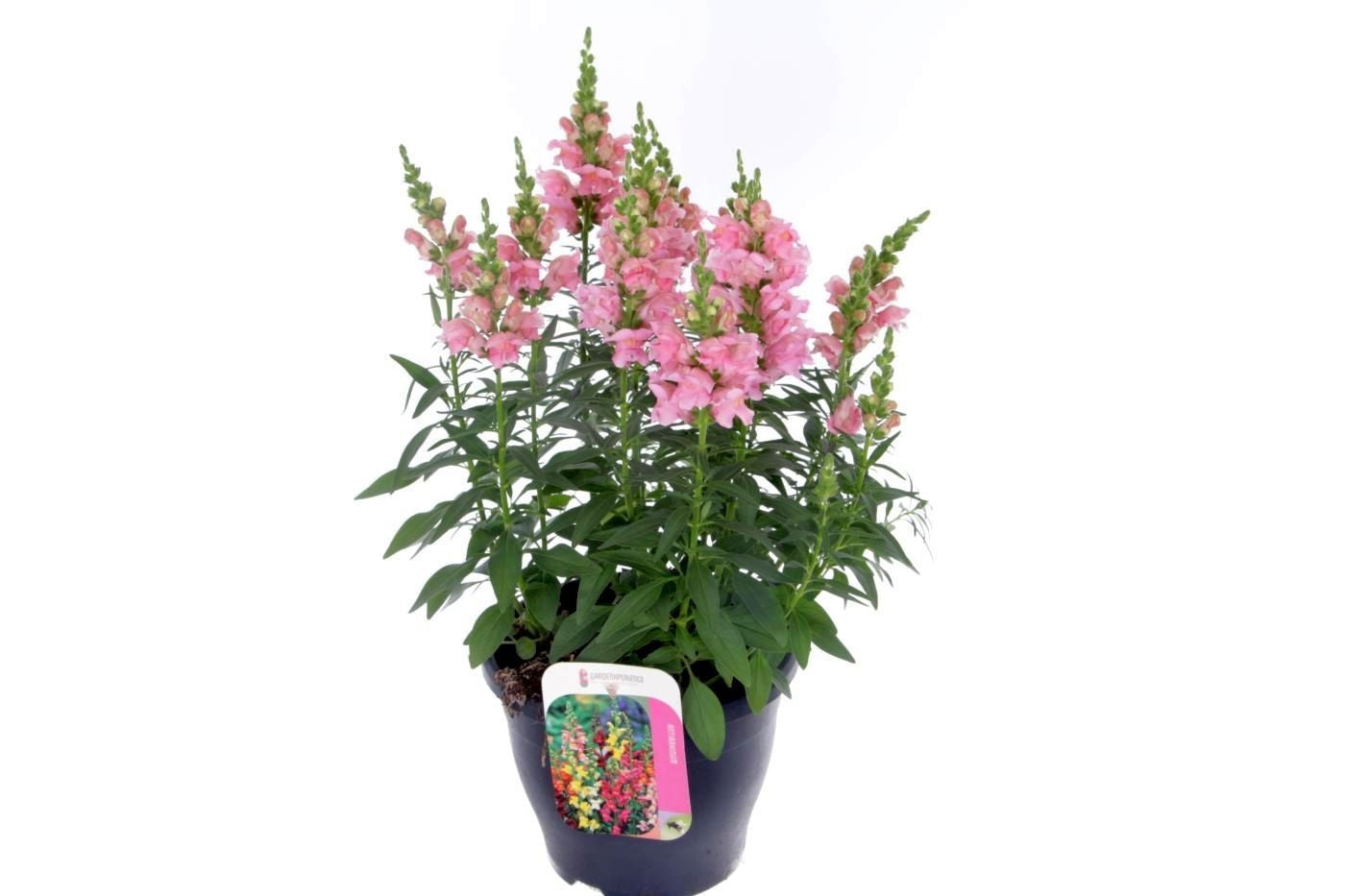 Antirrhinum majus 55cm 23cm Pot