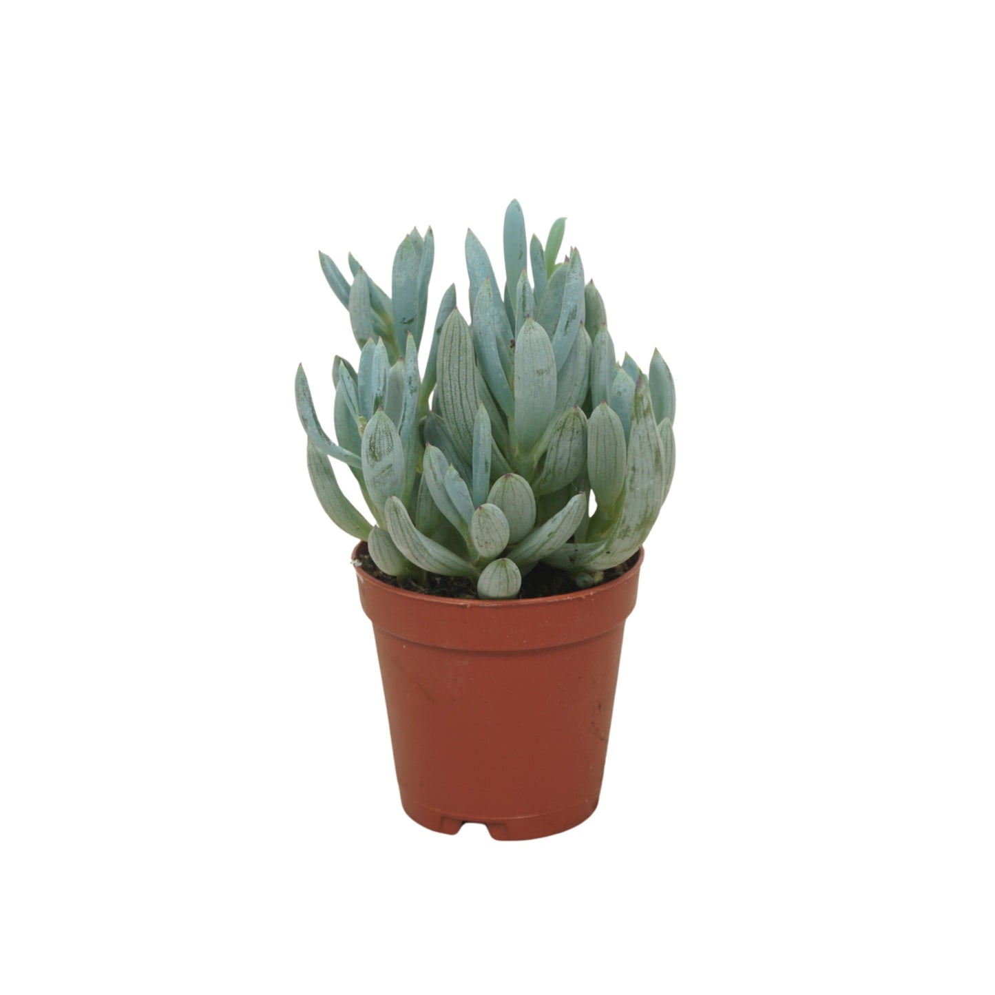 Senecio candidans 8cm 505cm Pot