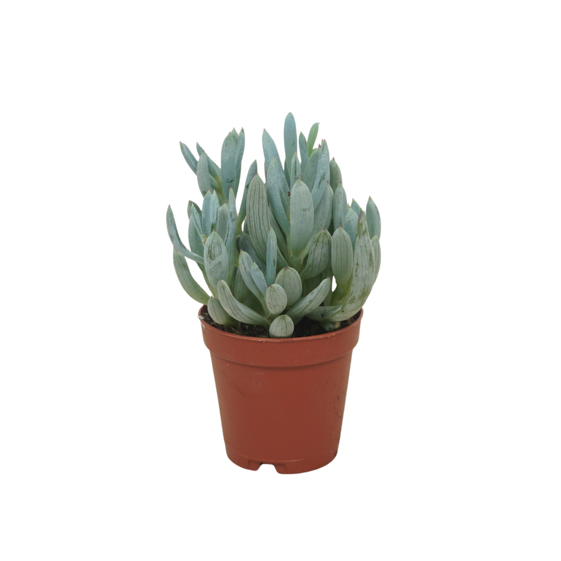 Senecio candidans 8cm 505cm Pot