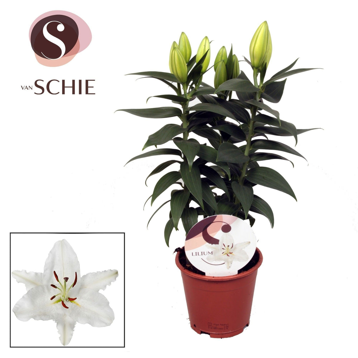 Lilium Oxygen 40cm 13cm Pot