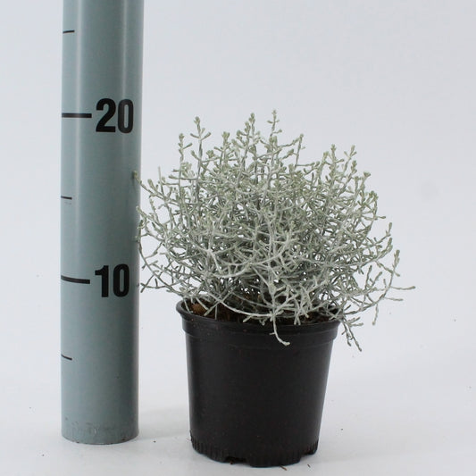 Leucophyta brownii 10cm 510cm Pot