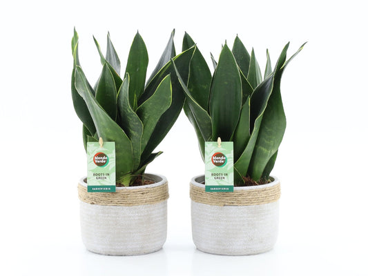 Sansevieria trifasciata 35cm 13cm Pot