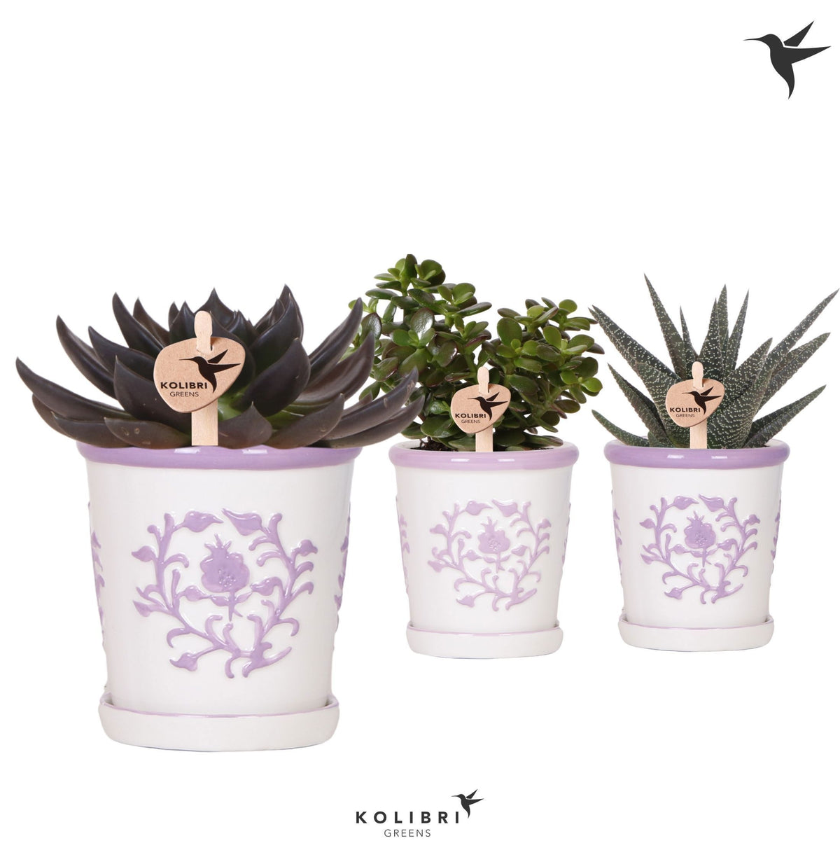 Succulent mix 23cm 9cm Pot