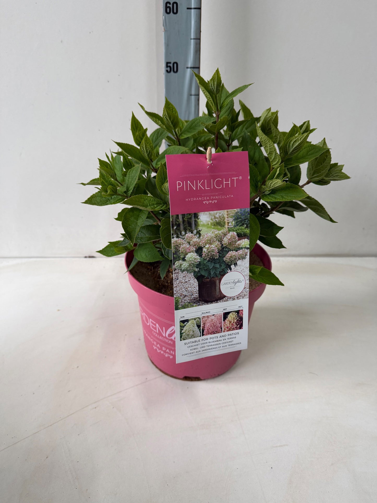 Hydrangea pan. Pinklight 60cm 26cm Pot