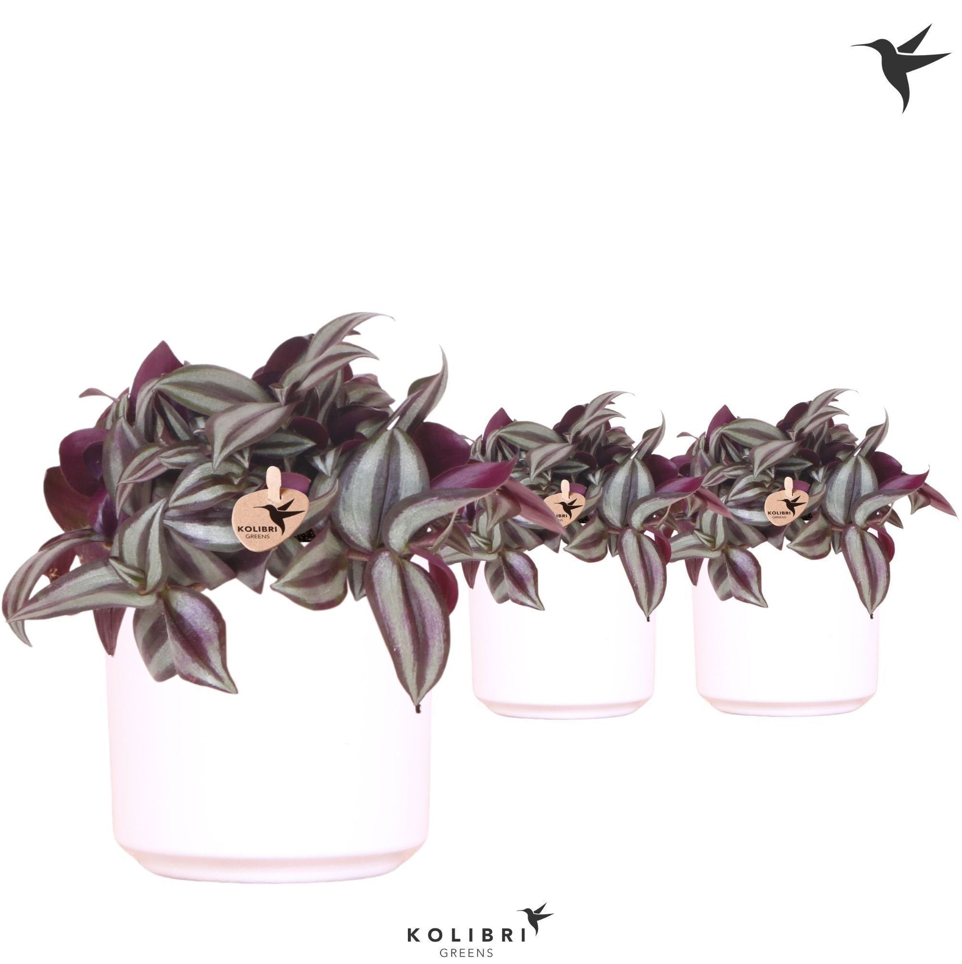 Tradescantia Violet Hill 20cm 9cm Pot