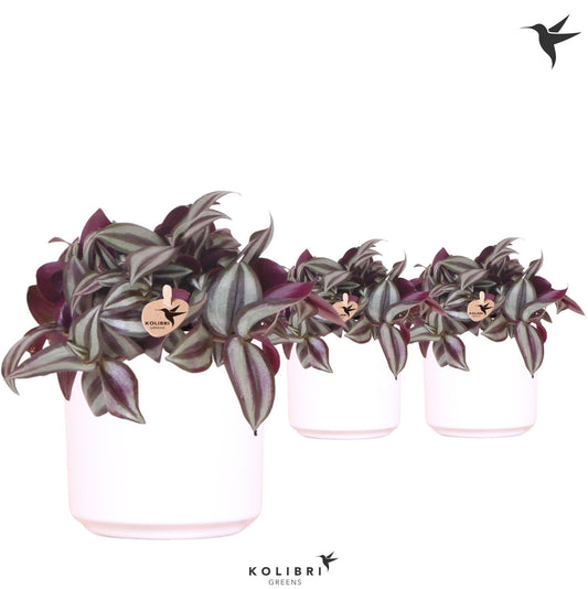 Tradescantia Violet Hill 20cm 9cm Pot