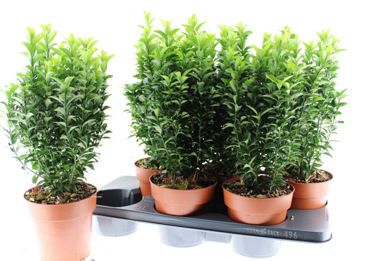 Euonymus Green Spire 50cm 15cm Pot