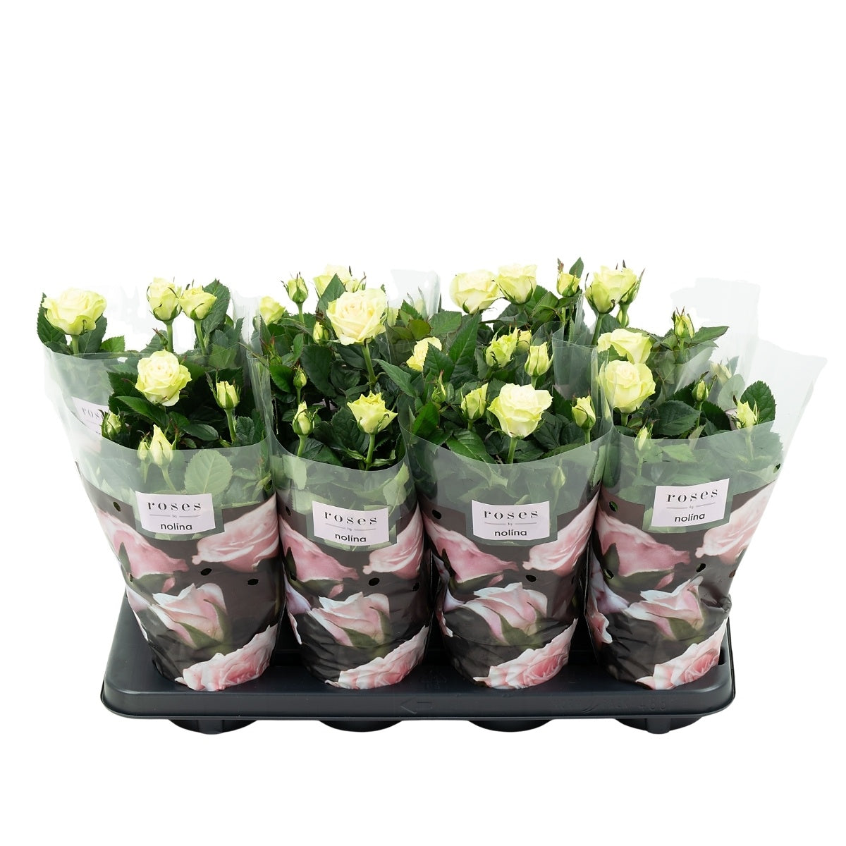 Rosa white 36cm 13cm Pot