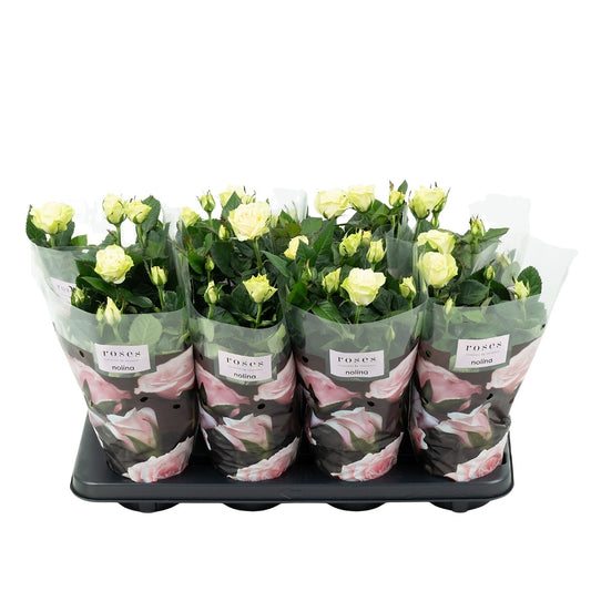 Rosa white 36cm 13cm Pot