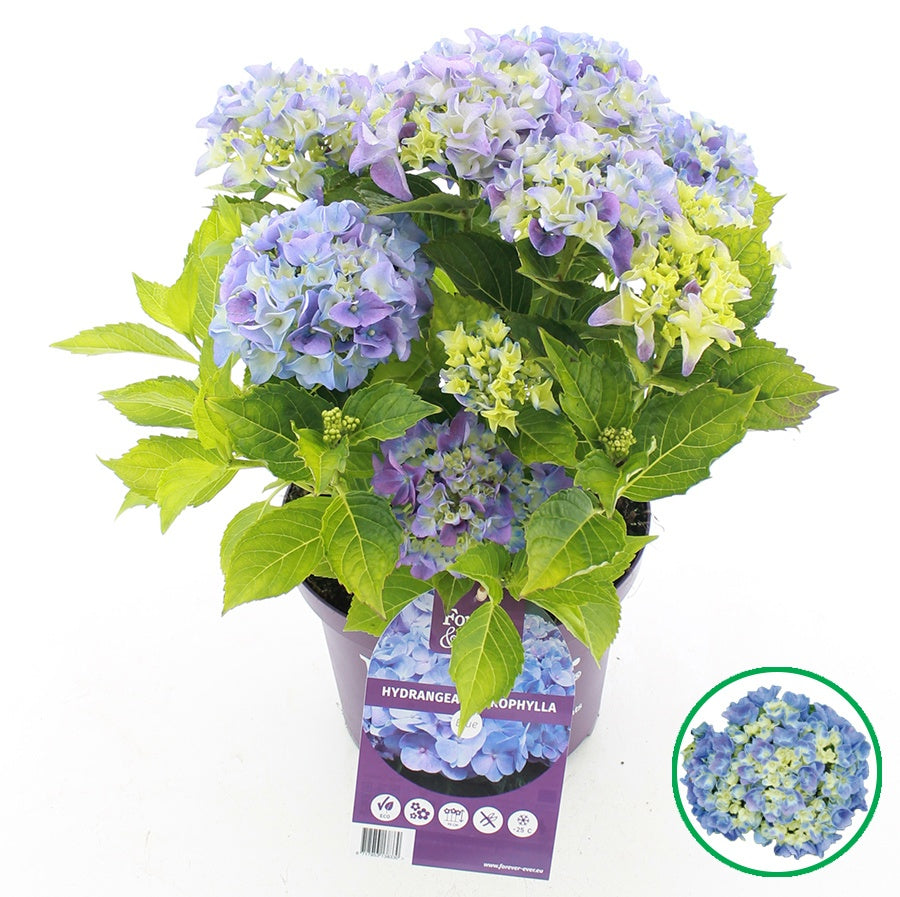 Hydrangea macrophylla mix 45cm 23cm Pot