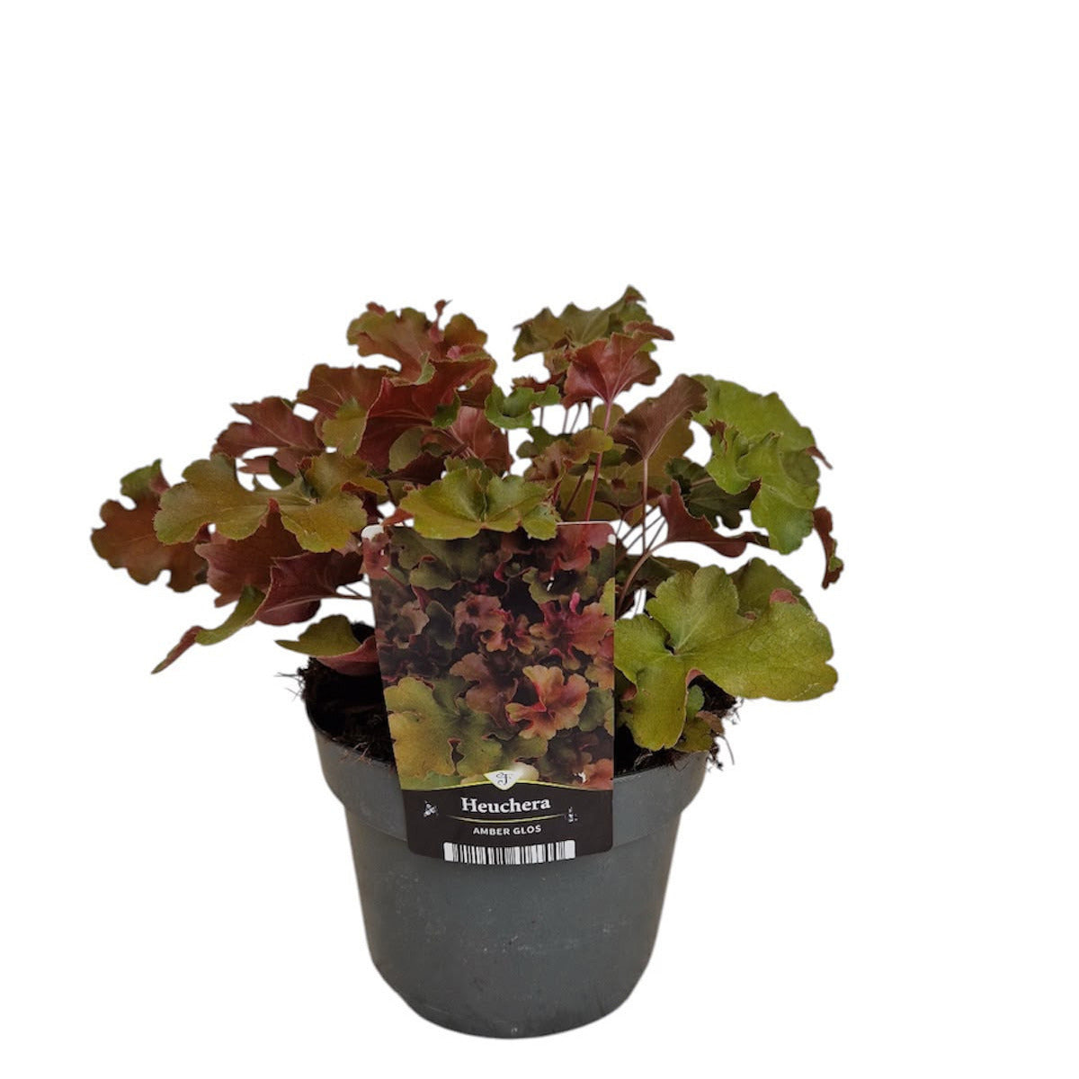 Florizon Plants Heuchera americana Pack of 6