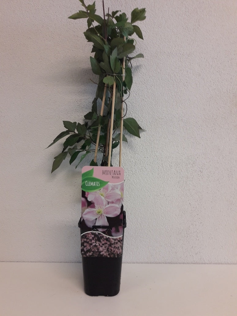 Clematis montana Mayleen 60cm 14cm Pot