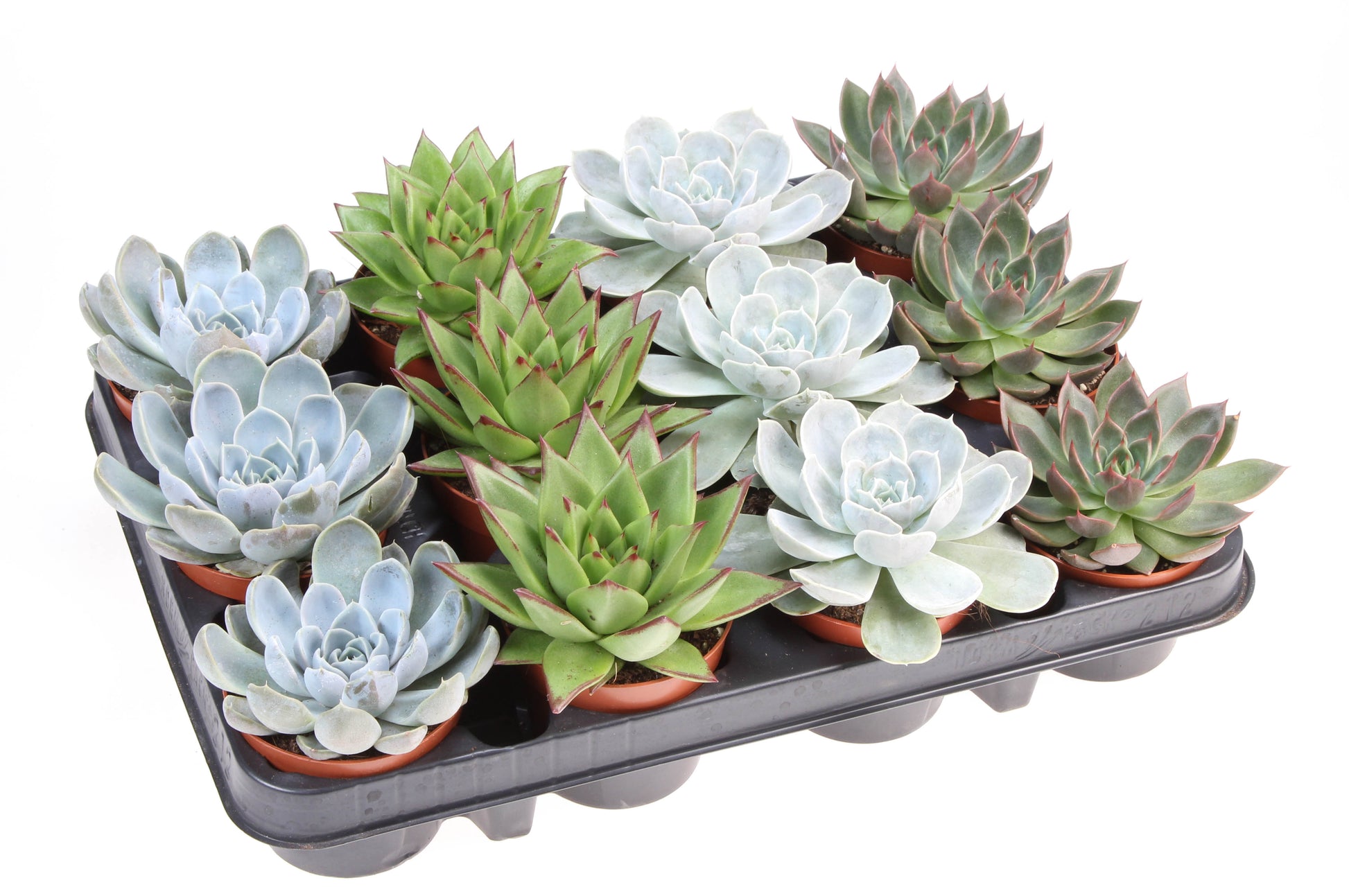 Echeveria mix 10cm 8.5cm Pot