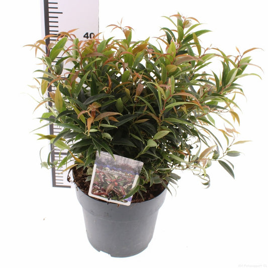 Leucothoe keiskei Burning Love 30cm 23cm Pot
