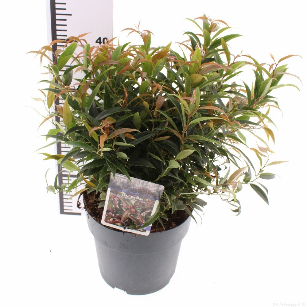 Snepvangers Tuinplanten Leucothoe keiskei Burning Love Pack of 1