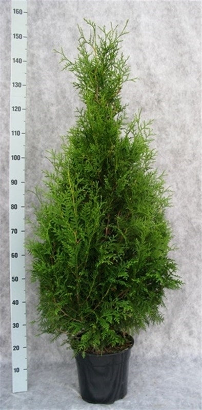 Thuja occidentalis Brabant 150cm 27cm Pot