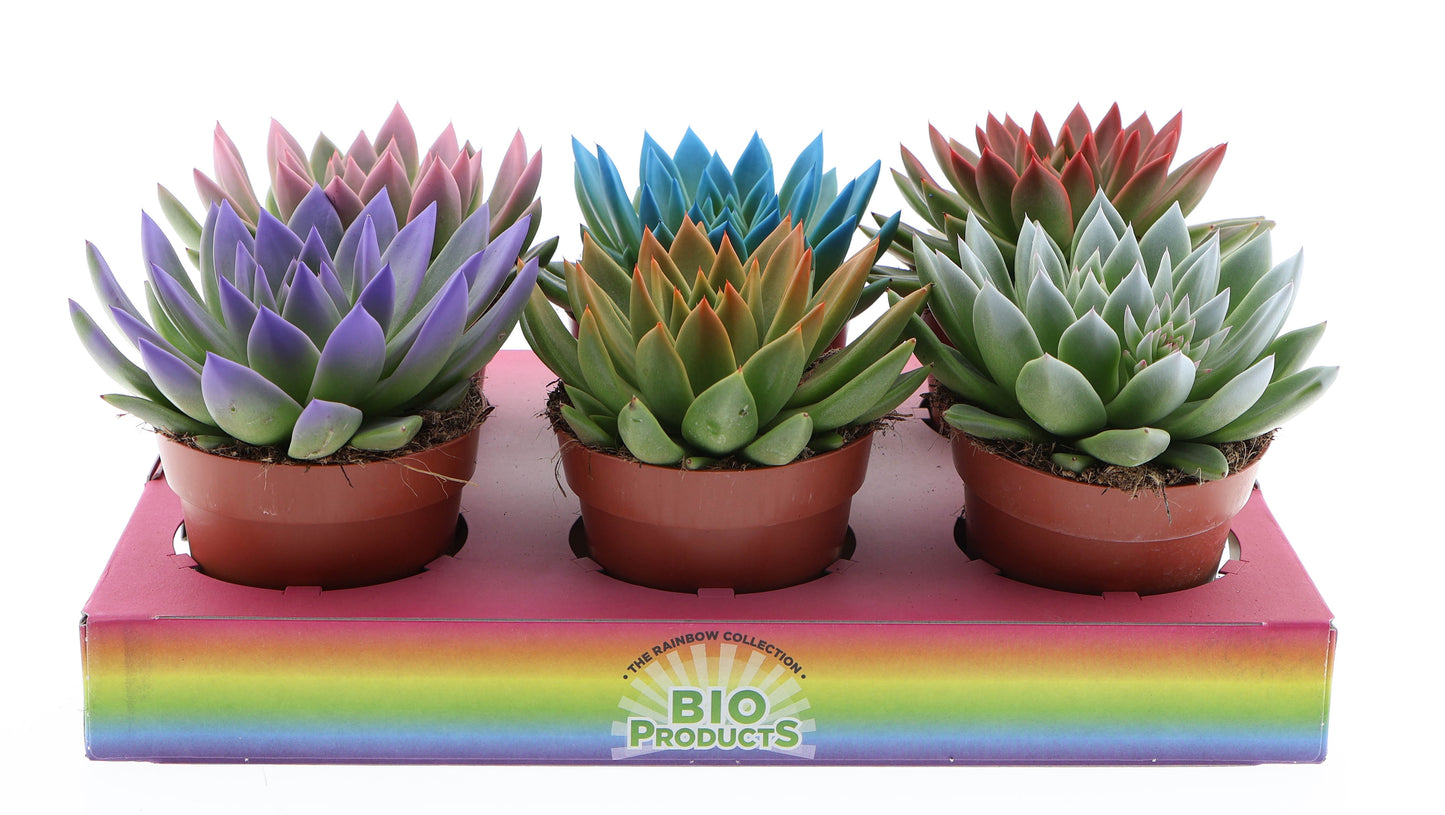 Rainbow tips mix 15cm 12cm Pot