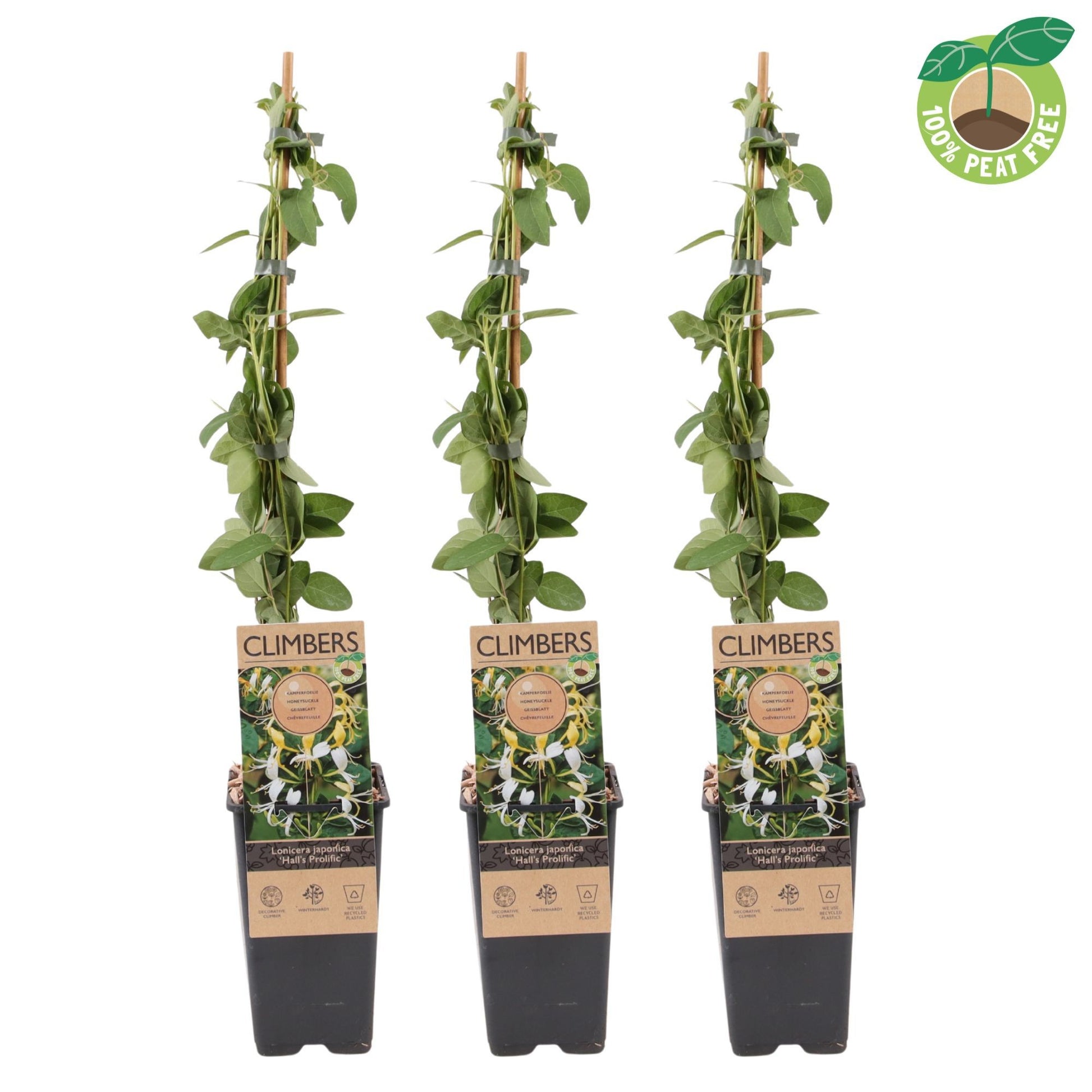 Lonicera Hall Prolific 60cm 15cm Pot