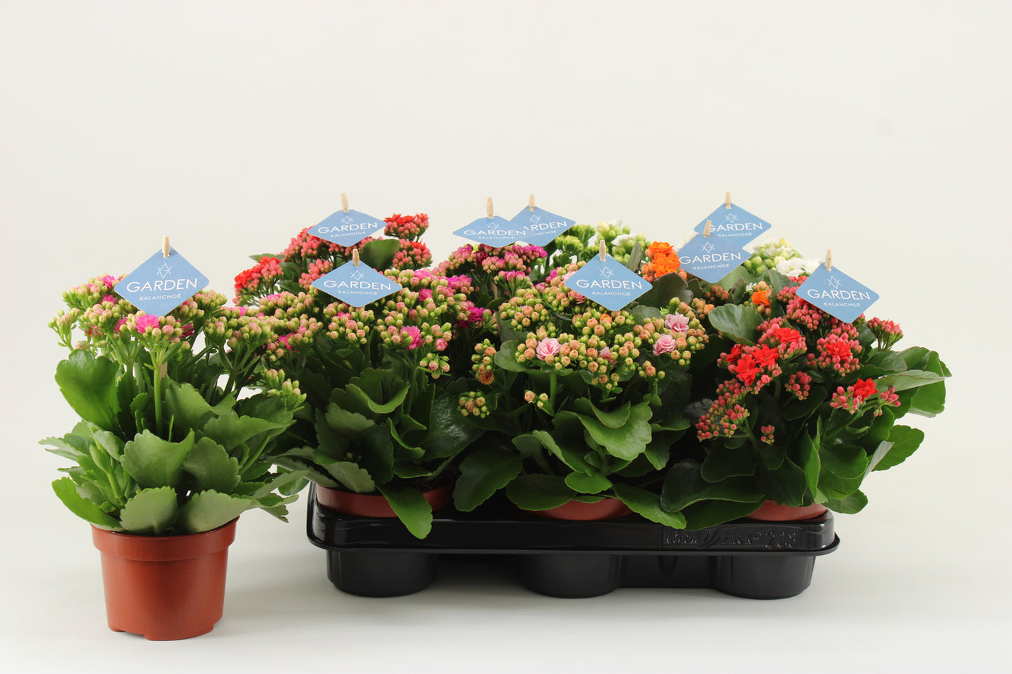 Kalanchoe double Gardenlina mix 23cm 510cm Pot